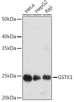 GSTK1 Rabbit mAb