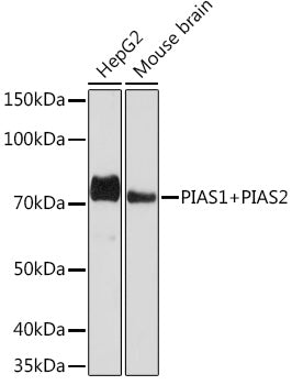 PIAS1+PIAS2 Rabbit mAb