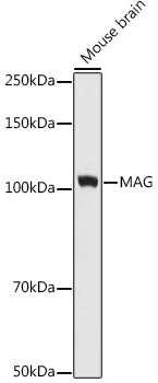 MAG Rabbit mAb