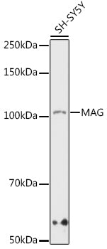 MAG Rabbit mAb