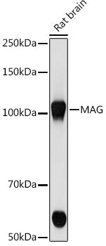MAG Rabbit mAb