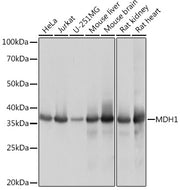 MDH1 Rabbit mAb