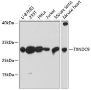 TXNDC9 Rabbit pAb