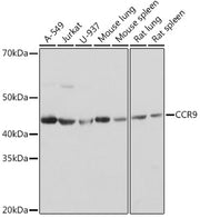 CCR9 Rabbit mAb