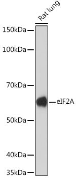 eIF2A Rabbit mAb