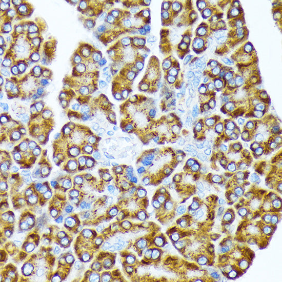 eIF2A Rabbit mAb