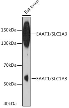 EAAT1/SLC1A3 Rabbit mAb