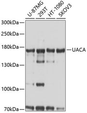 UACA Rabbit pAb