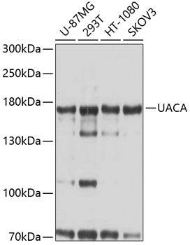 UACA Rabbit pAb