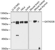 GATAD2B Rabbit pAb