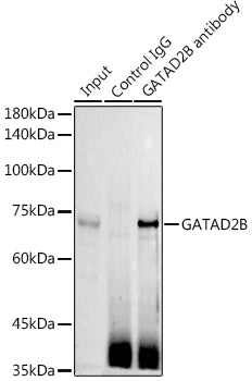 GATAD2B Rabbit pAb