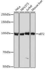 eEF2 Rabbit mAb