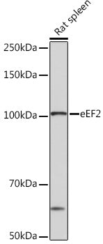 eEF2 Rabbit mAb