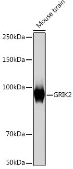 GRIK2 Rabbit mAb