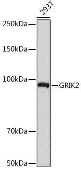 GRIK2 Rabbit mAb