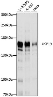 USP19 Rabbit pAb