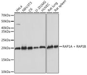 RAP1A + RAP1B Rabbit mAb