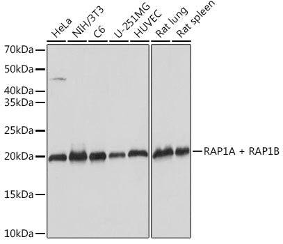 RAP1A + RAP1B Rabbit mAb
