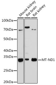 MT-ND1 Rabbit mAb