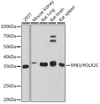 RPB3/POLR2C Rabbit mAb
