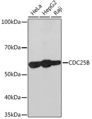 CDC25B Rabbit mAb