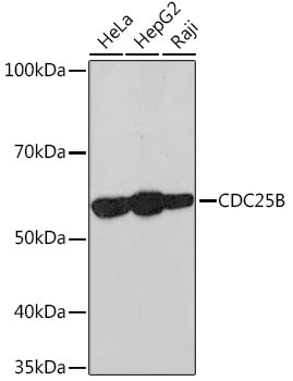 CDC25B Rabbit mAb