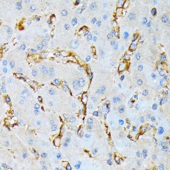 IQGAP1 Rabbit mAb
