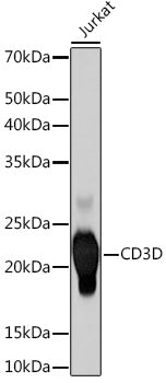 CD3D Rabbit mAb