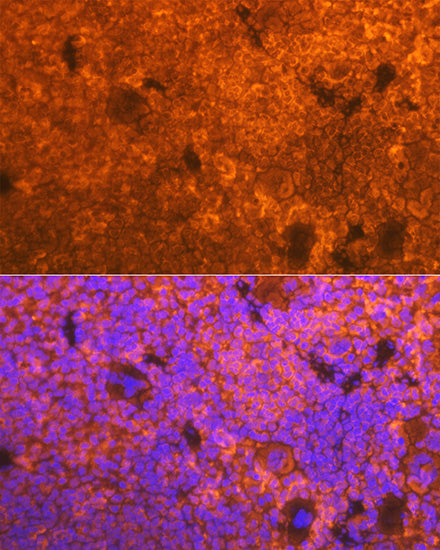 CD3D Rabbit mAb