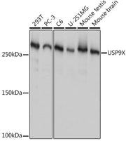 USP9X Rabbit mAb