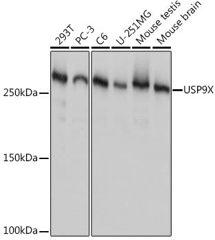 USP9X Rabbit mAb