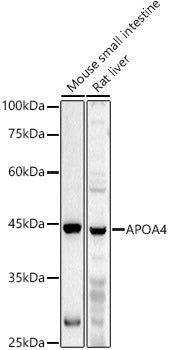 APOA4 Rabbit pAb