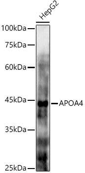 APOA4 Rabbit pAb