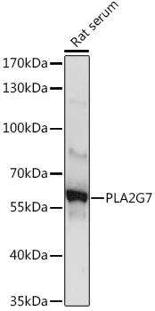 PLA2G7 Rabbit pAb