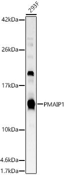 PMAIP1 Rabbit pAb
