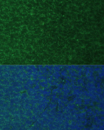 PMAIP1 Rabbit pAb