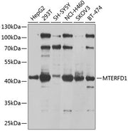 MTERFD1 Rabbit pAb