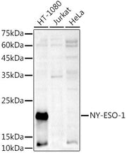 NY-ESO-1 Rabbit pAb