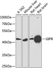 GIPR Rabbit pAb