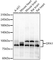 OPA1 Rabbit pAb