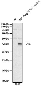 OTC Rabbit pAb