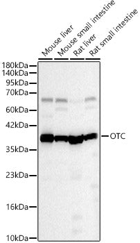 OTC Rabbit pAb