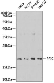 PPIC Rabbit pAb