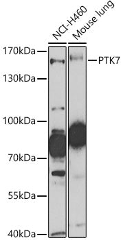 PTK7 Rabbit pAb