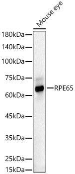 RPE65 Rabbit pAb