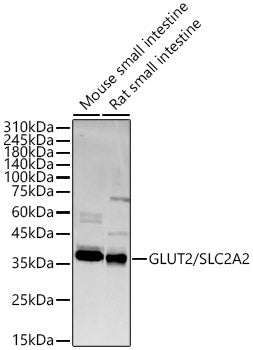 GLUT2/SLC2A2 Rabbit pAb