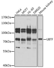 UBTF Rabbit pAb