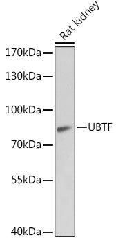 UBTF Rabbit pAb
