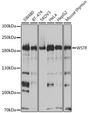 [KO Validated] WSTF Rabbit pAb