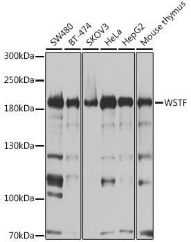 [KO Validated] WSTF Rabbit pAb